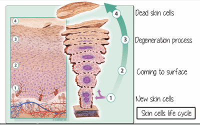What is a Skin Cycle?
