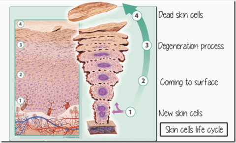 What is a Skin Cycle? | Medifine Skin Clinic