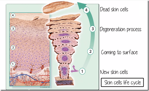 What is a Skin Cycle?